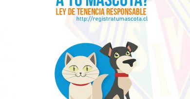 Ley Cholito: inscribe a tu mascota Ley Cholito: inscribe a tu mascota